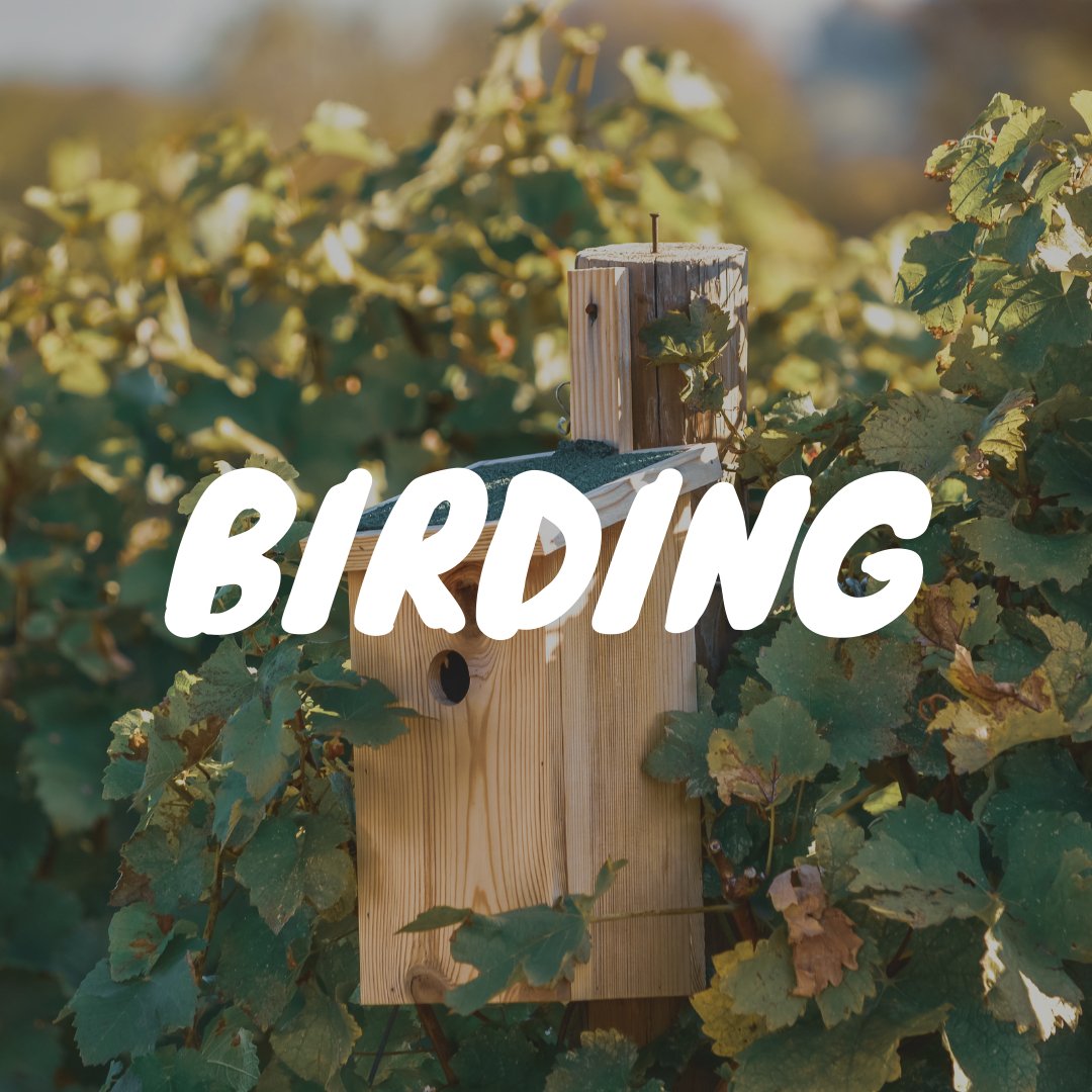 Birding - Satellite Garden Centre 