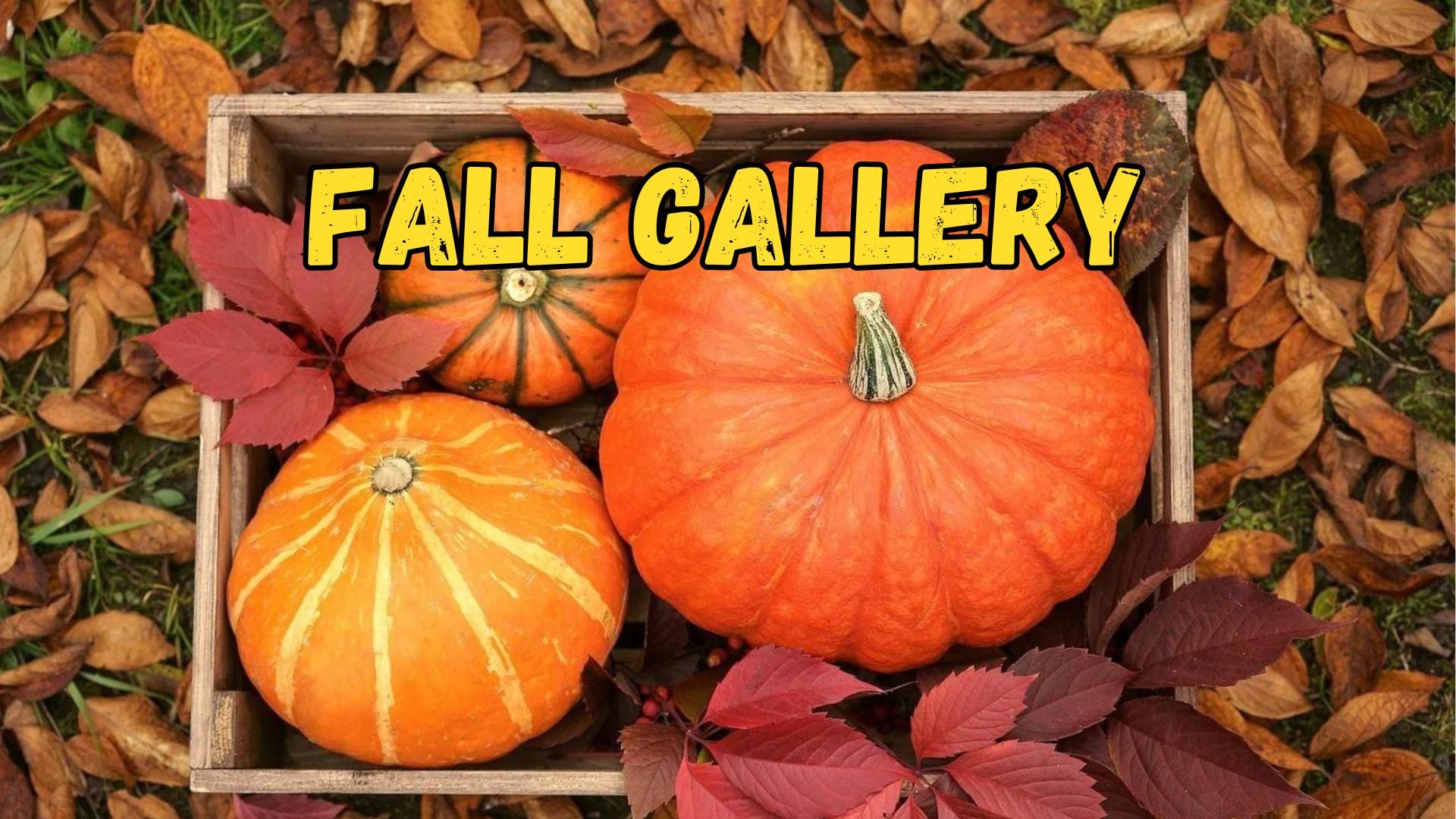 Fall Gallery - Satellite Garden Centre 
