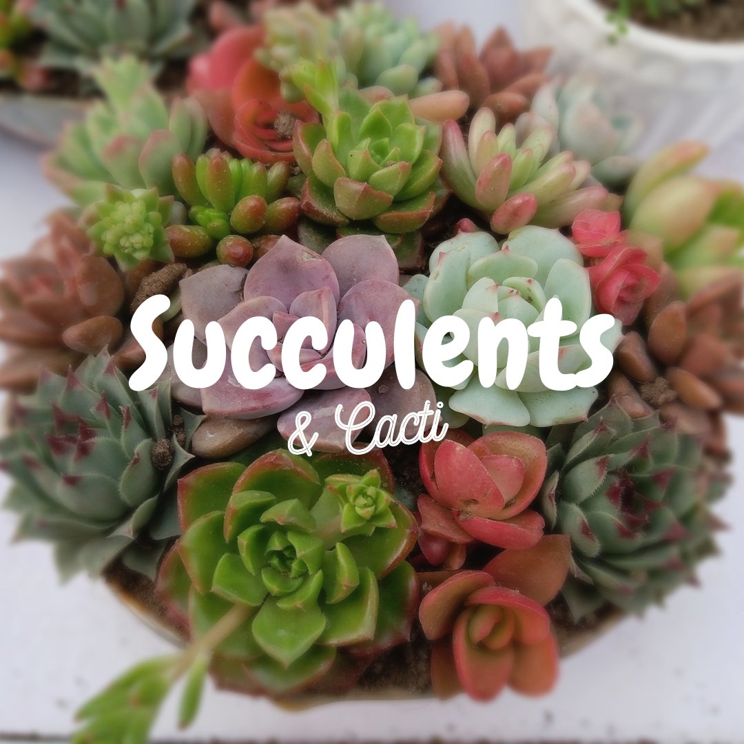 Succulents & Cacti - Satellite Garden Centre 