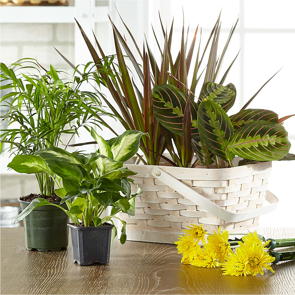 Florist Designed Blooming and Green Plants in a Basket – SATELLITE FLORIST & GARDEN CENTRE, Hamilton ON