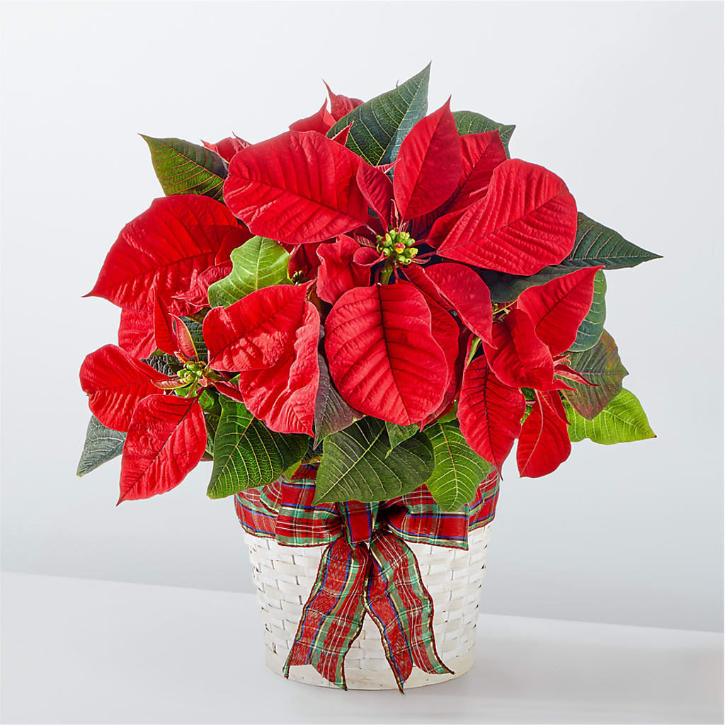 Happiest Holidays Poinsettia – SATELLITE FLORIST & GARDEN CENTRE, Hamilton ON