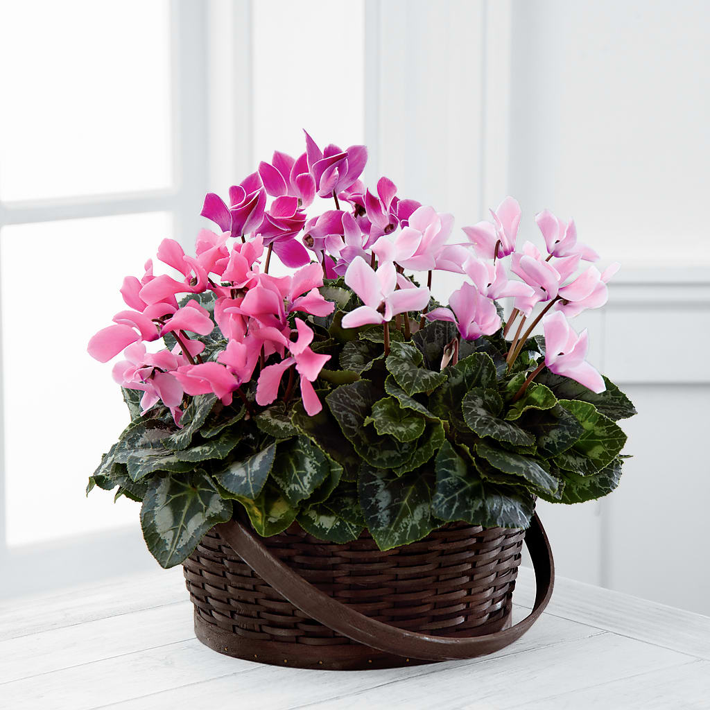 Mixed Cyclamen Planter – SATELLITE FLORIST & GARDEN CENTRE, Hamilton ON