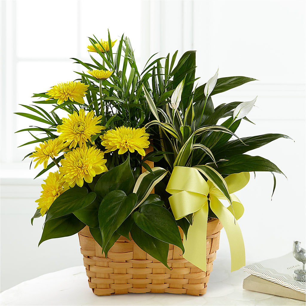 Loving Light Dishgarden – SATELLITE FLORIST & GARDEN CENTRE, Hamilton ON