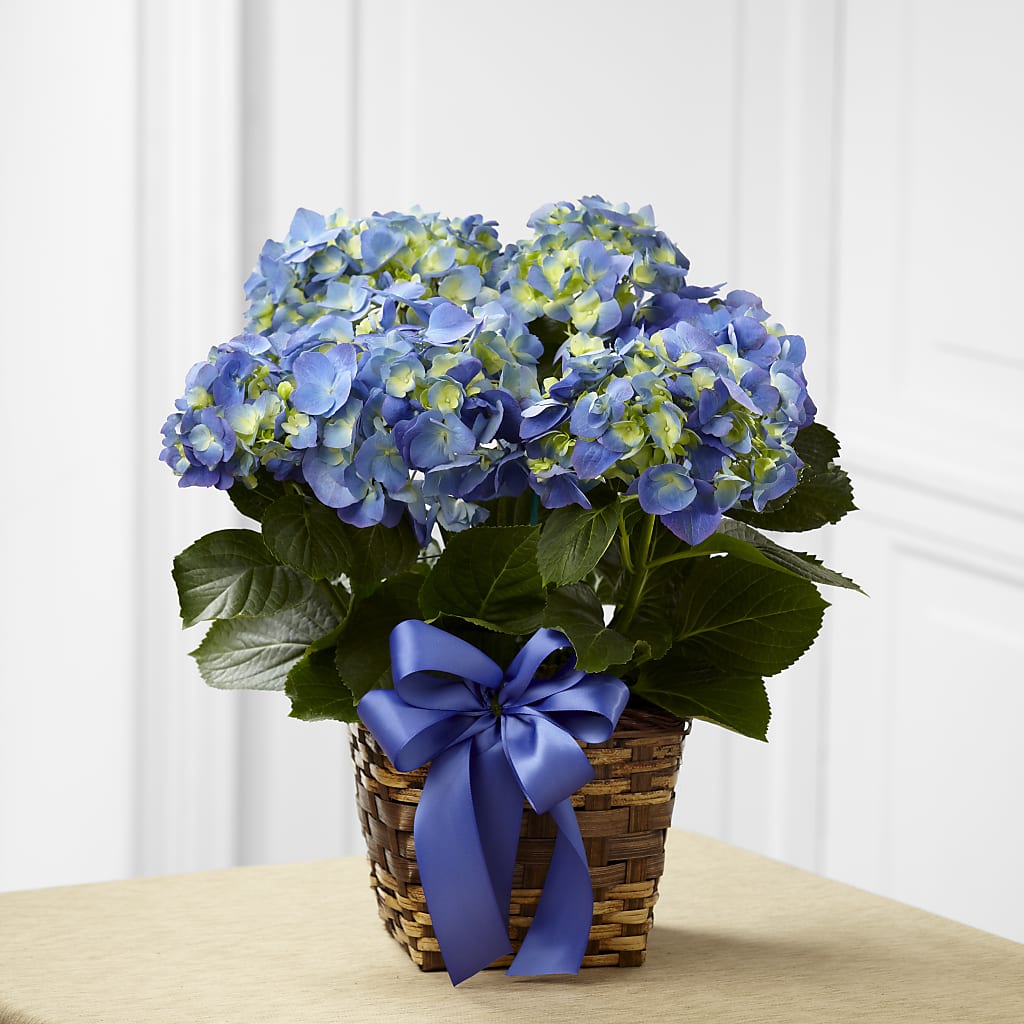 Blue Hydrangea Planter – SATELLITE FLORIST & GARDEN CENTRE, Hamilton ON
