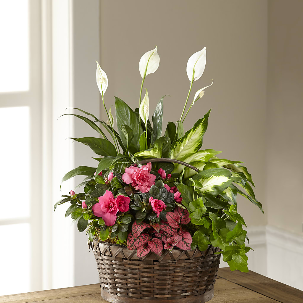Dream in Pink Dishgarden – SATELLITE FLORIST & GARDEN CENTRE, Hamilton ON