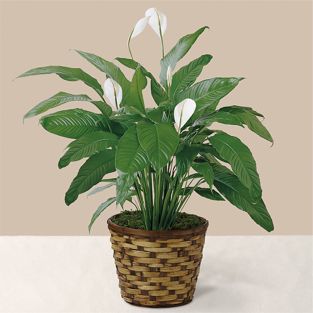 Tranquil Moments Peace Lily Plant – SATELLITE FLORIST & GARDEN CENTRE, Hamilton ON