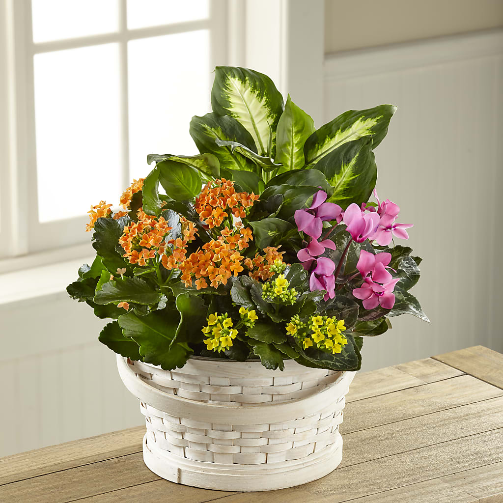 Color Crush Dishgarden – SATELLITE FLORIST & GARDEN CENTRE, Hamilton ON