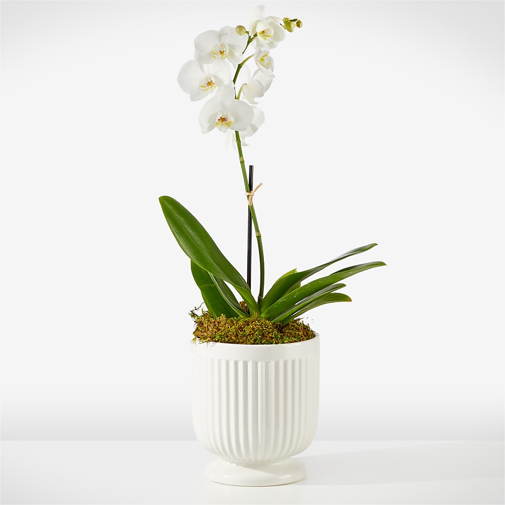 Whispering White Orchid – SATELLITE FLORIST & GARDEN CENTRE, Hamilton ON