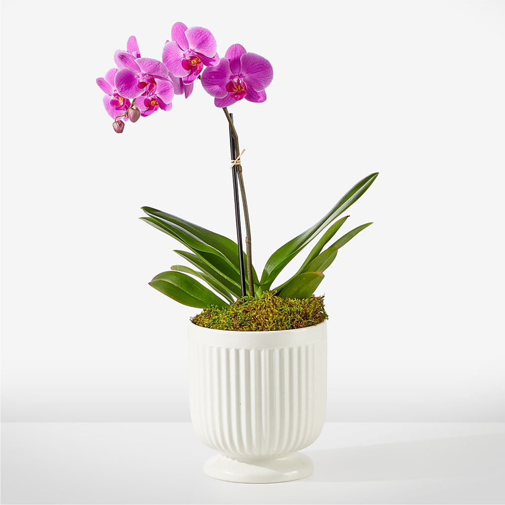 Friendly Fuchsia Orchid – SATELLITE FLORIST & GARDEN CENTRE, Hamilton ON