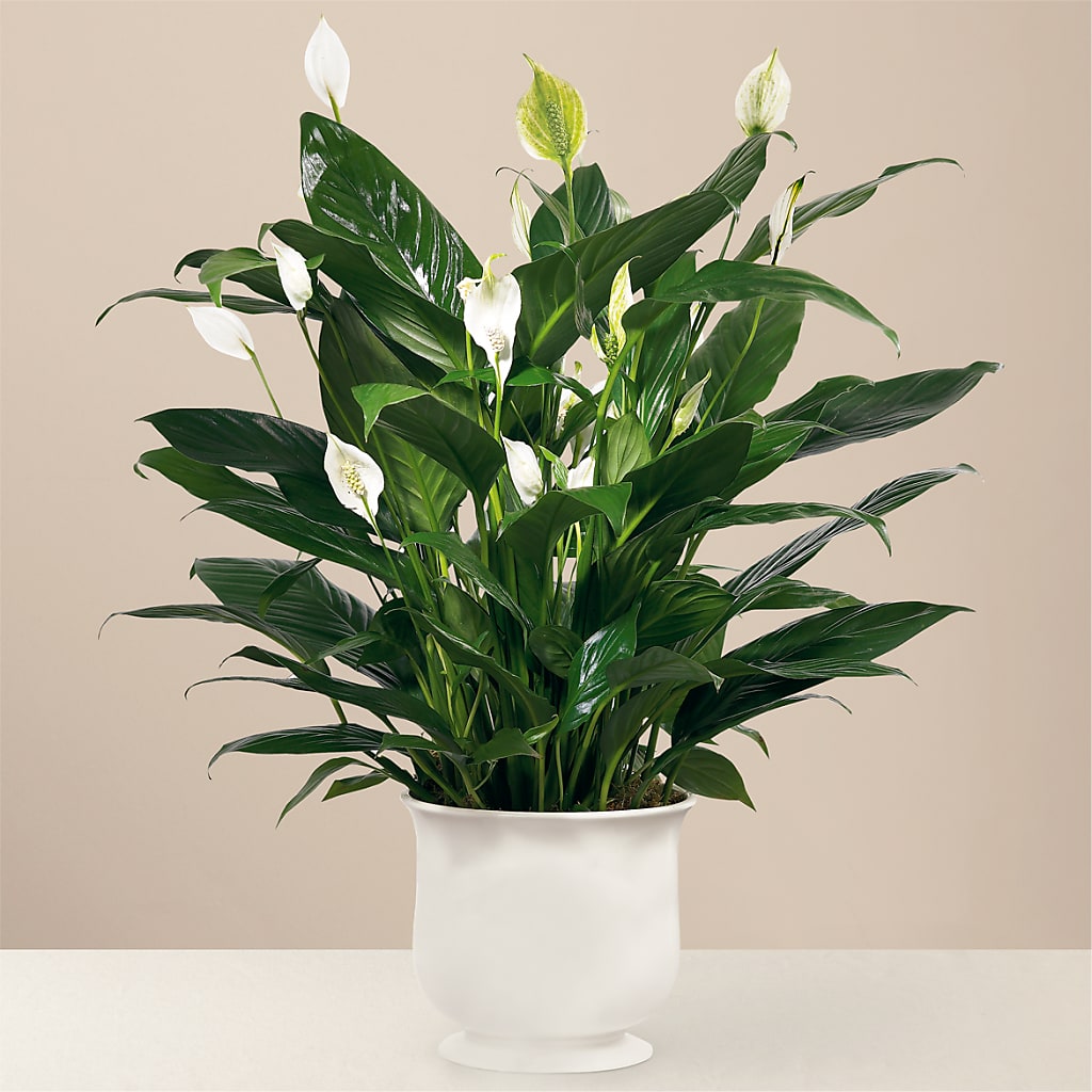 Comfort Planter – SATELLITE FLORIST & GARDEN CENTRE, Hamilton ON