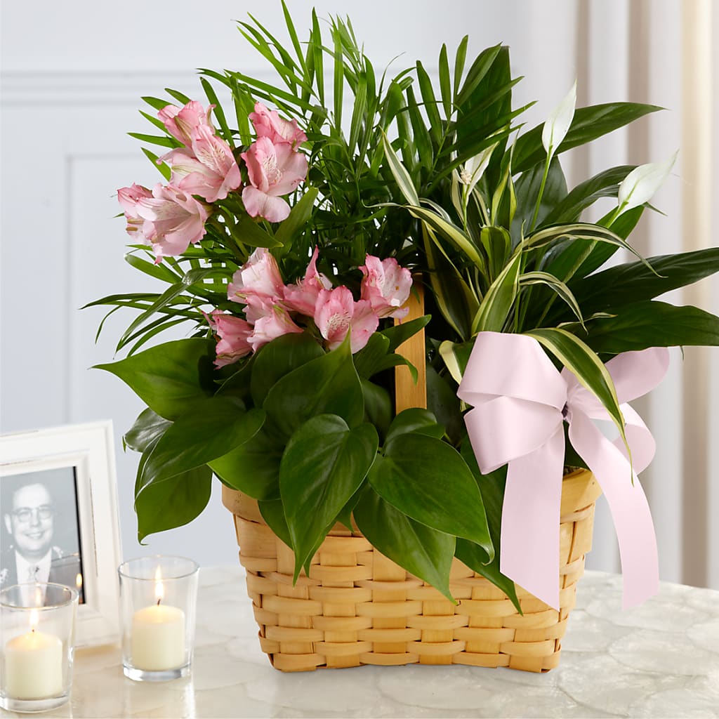 Living Spirit Dishgarden – SATELLITE FLORIST & GARDEN CENTRE, Hamilton ON
