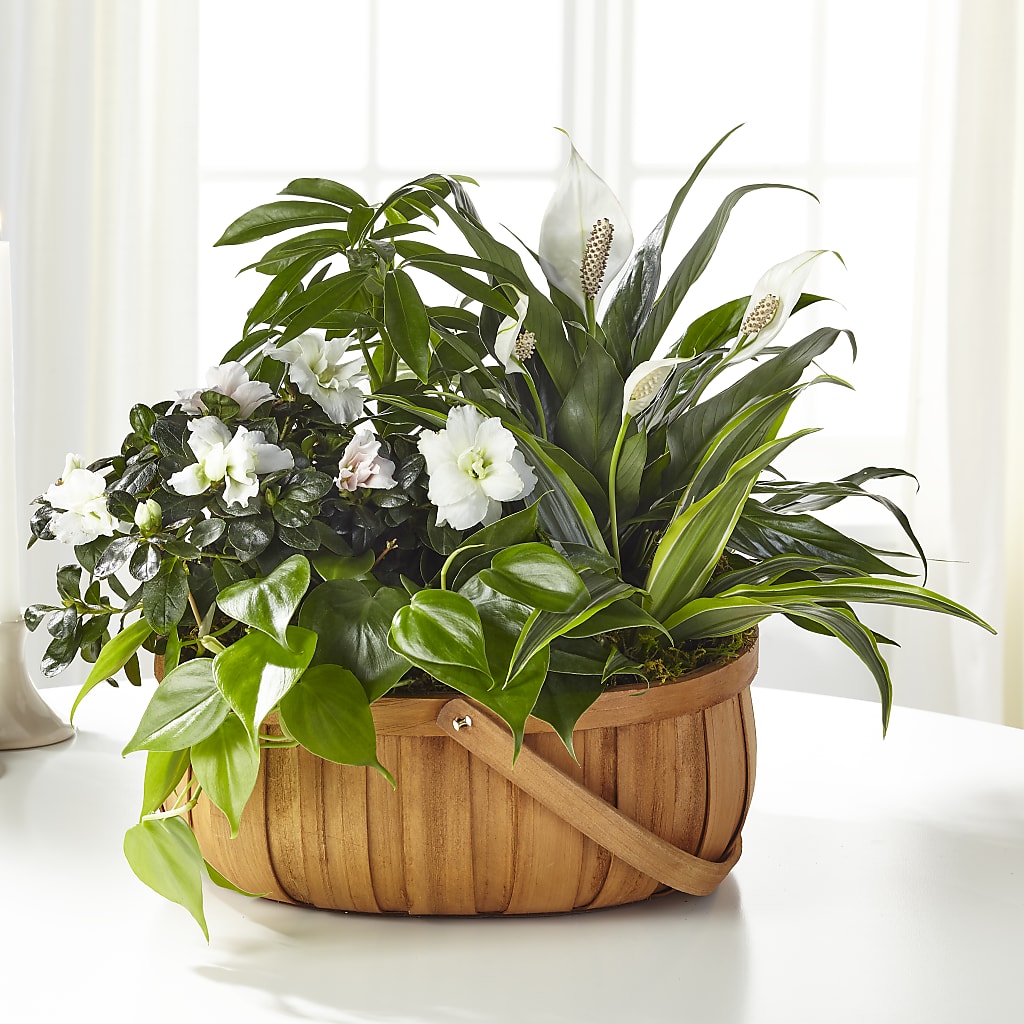 Serene Dishgarden – SATELLITE FLORIST & GARDEN CENTRE, Hamilton ON