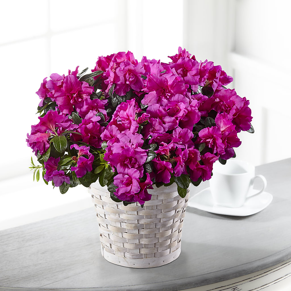 Hope & Serenity Azalea Plant – SATELLITE FLORIST & GARDEN CENTRE, Hamilton ON