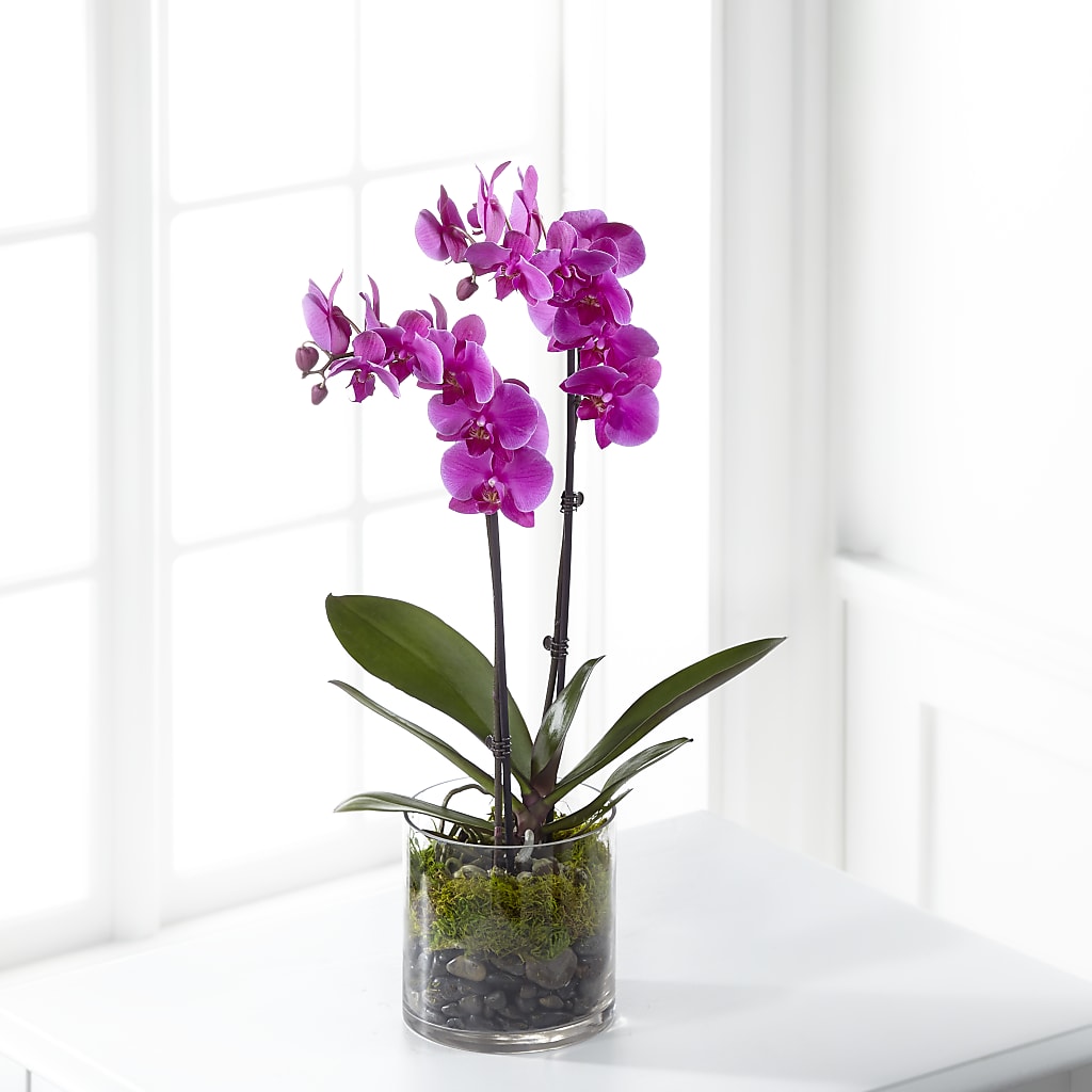 Pink Orchid Plant – SATELLITE FLORIST & GARDEN CENTRE, Hamilton ON