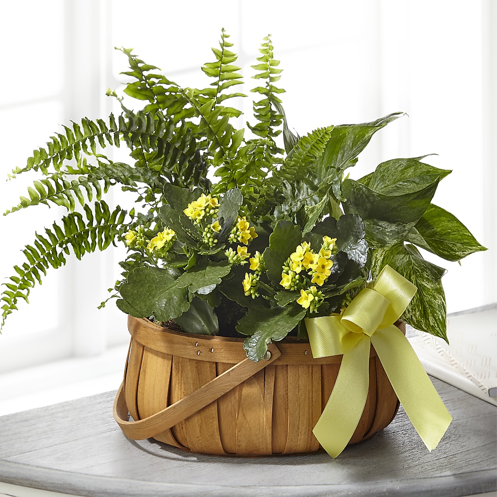 Always Dear Dishgarden – SATELLITE FLORIST & GARDEN CENTRE, Hamilton ON