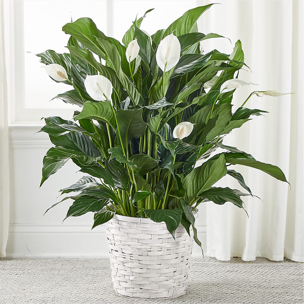 A New Leaf Peace Lily – SATELLITE FLORIST & GARDEN CENTRE, Hamilton ON
