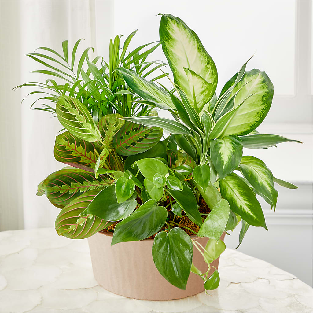 Balance & Harmony Dishgarden – SATELLITE FLORIST & GARDEN CENTRE, Hamilton ON