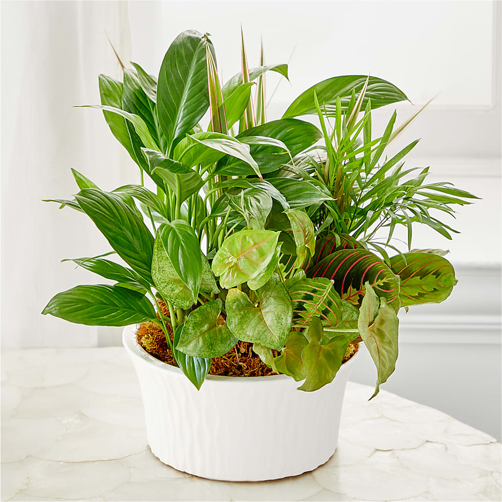 Balance & Harmony Dishgarden – SATELLITE FLORIST & GARDEN CENTRE, Hamilton ON