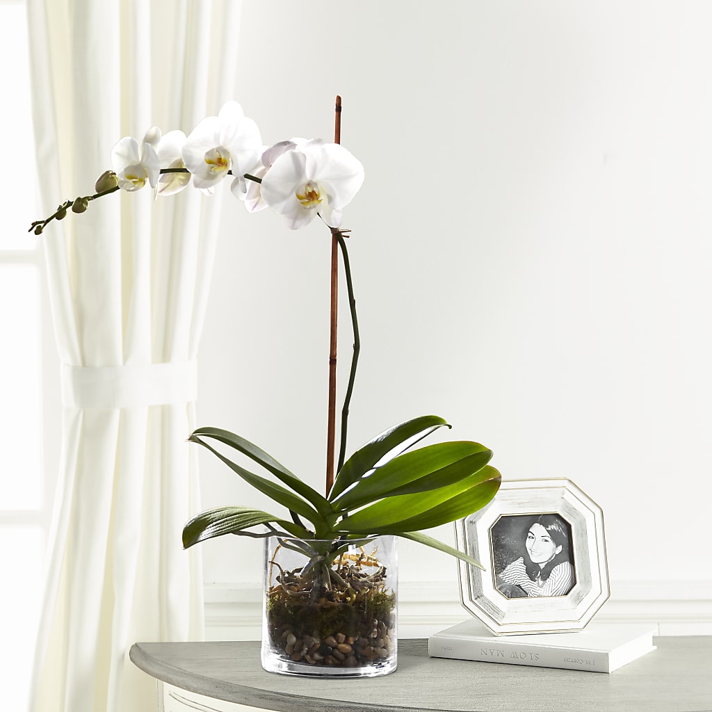 White Orchid Planter – SATELLITE FLORIST & GARDEN CENTRE, Hamilton ON