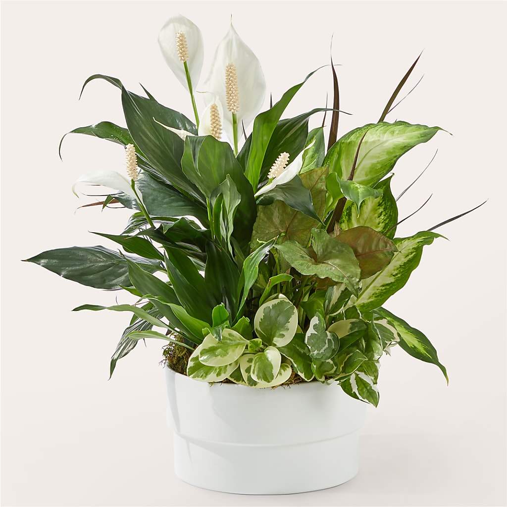 Radiating Positivity Dishgarden – SATELLITE FLORIST & GARDEN CENTRE, Hamilton ON
