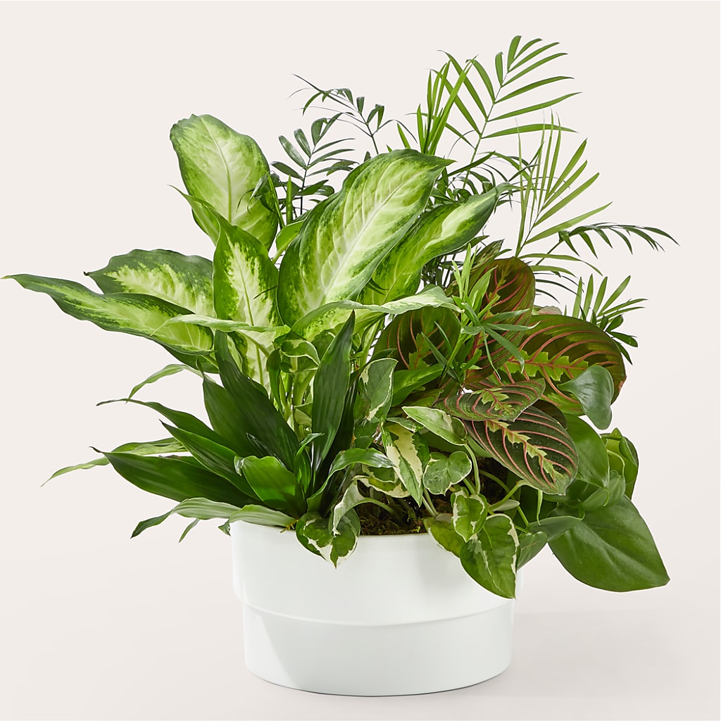 Radiating Positivity Dishgarden – SATELLITE FLORIST & GARDEN CENTRE, Hamilton ON