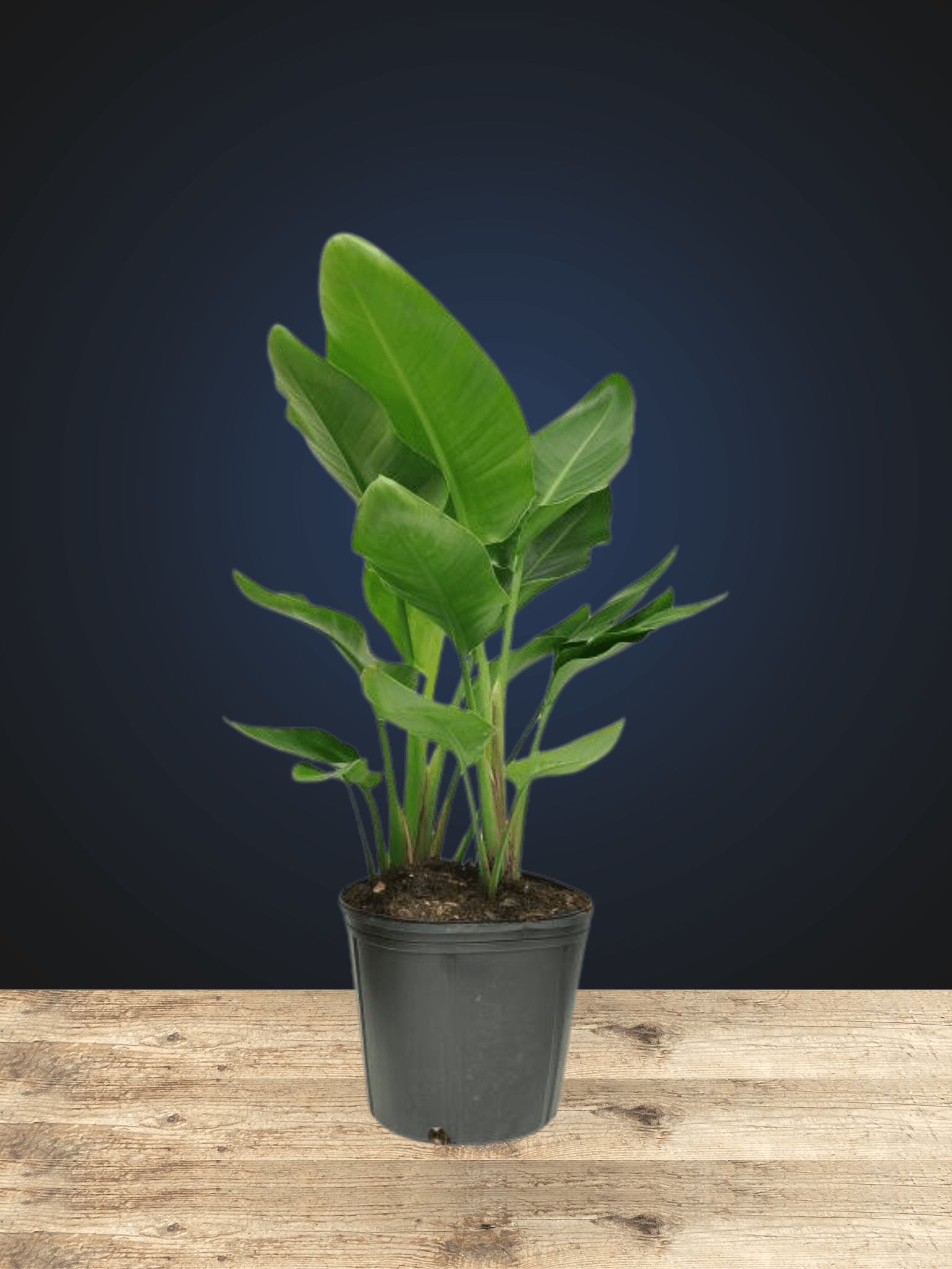 Bird of Paradise - Satellite Garden Centre