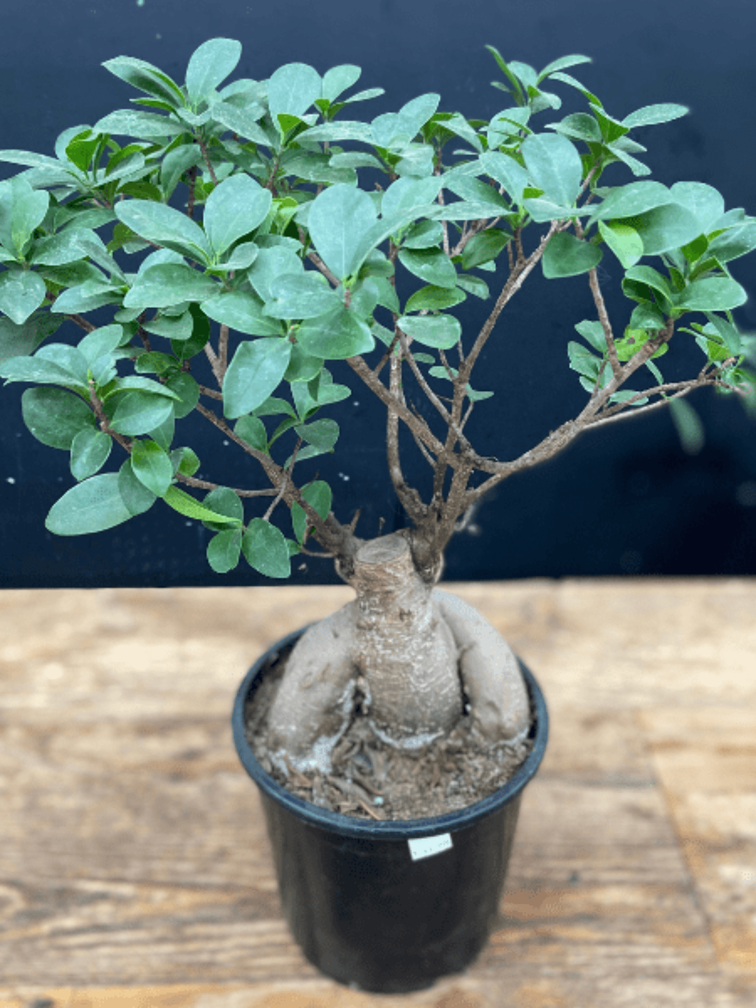 Bonsai Ficus - Satellite Garden Centre
