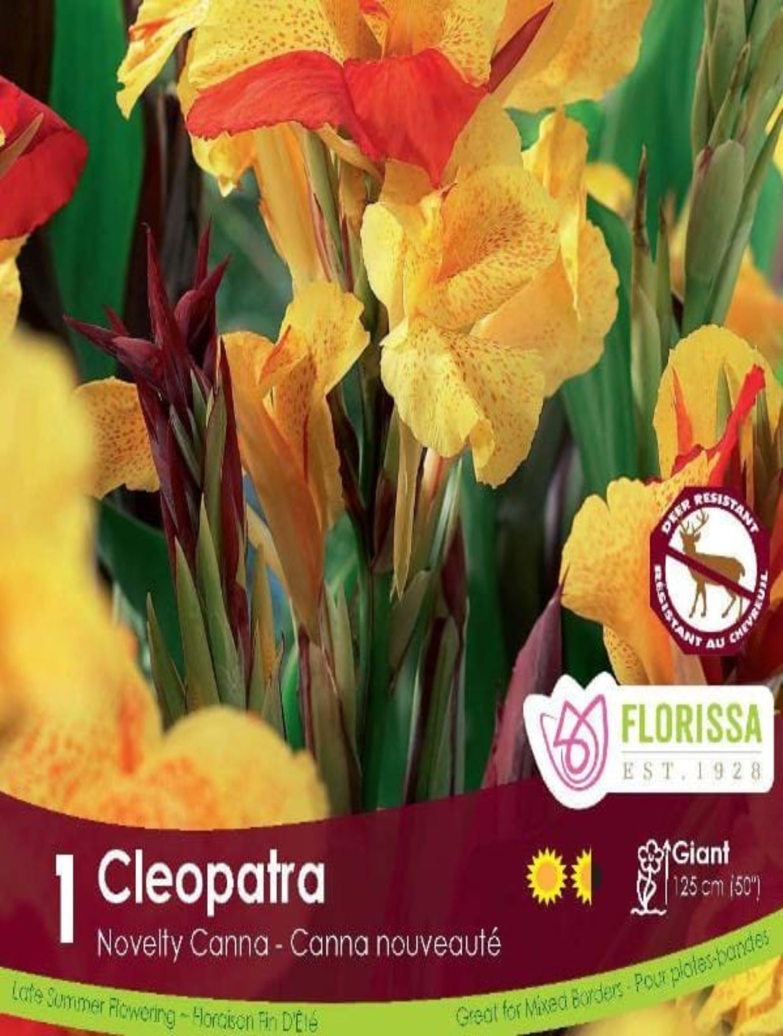 Canna Leaf Cleopatra - Satellite Garden Centre