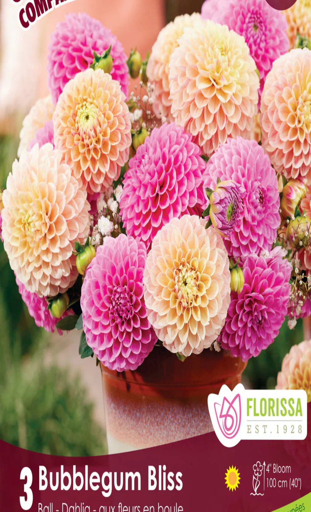 Dahlia - Bubblegum Bliss - Satellite Garden Centre