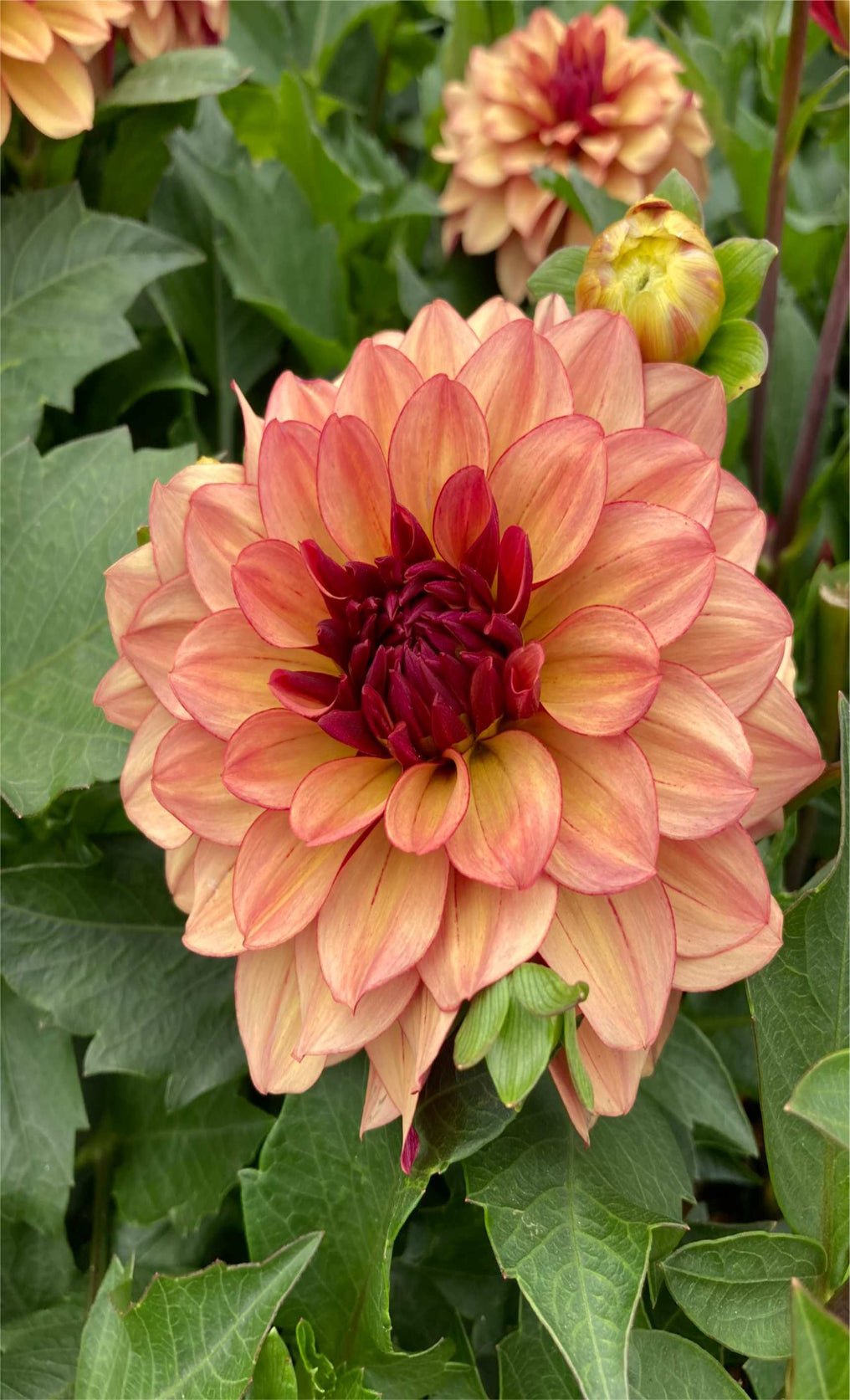 Dahlia Creme de Cognnac - Satellite Garden Centre