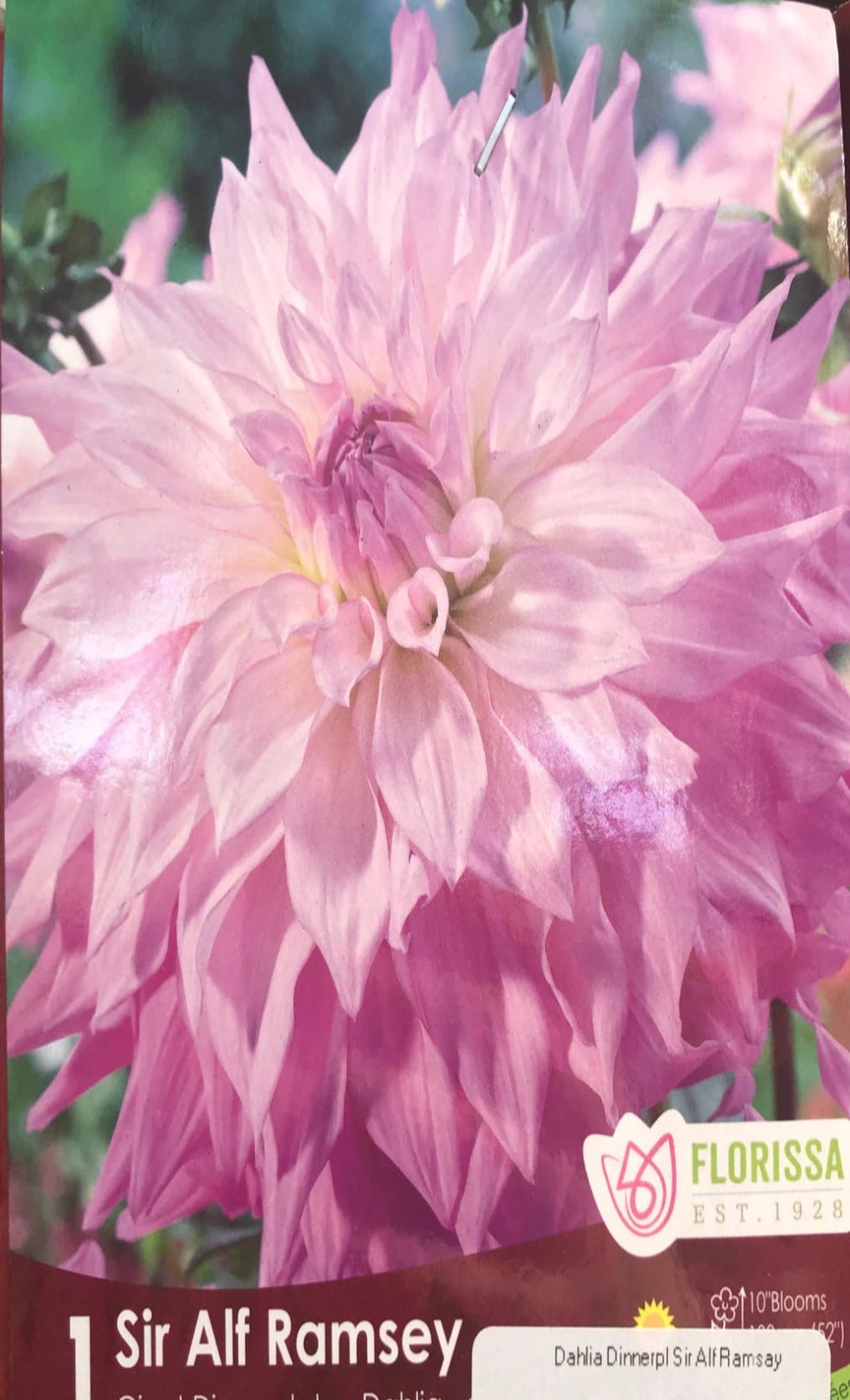 Dahlia Dinnerplate Sir Alf Ramsey - Satellite Garden Centre