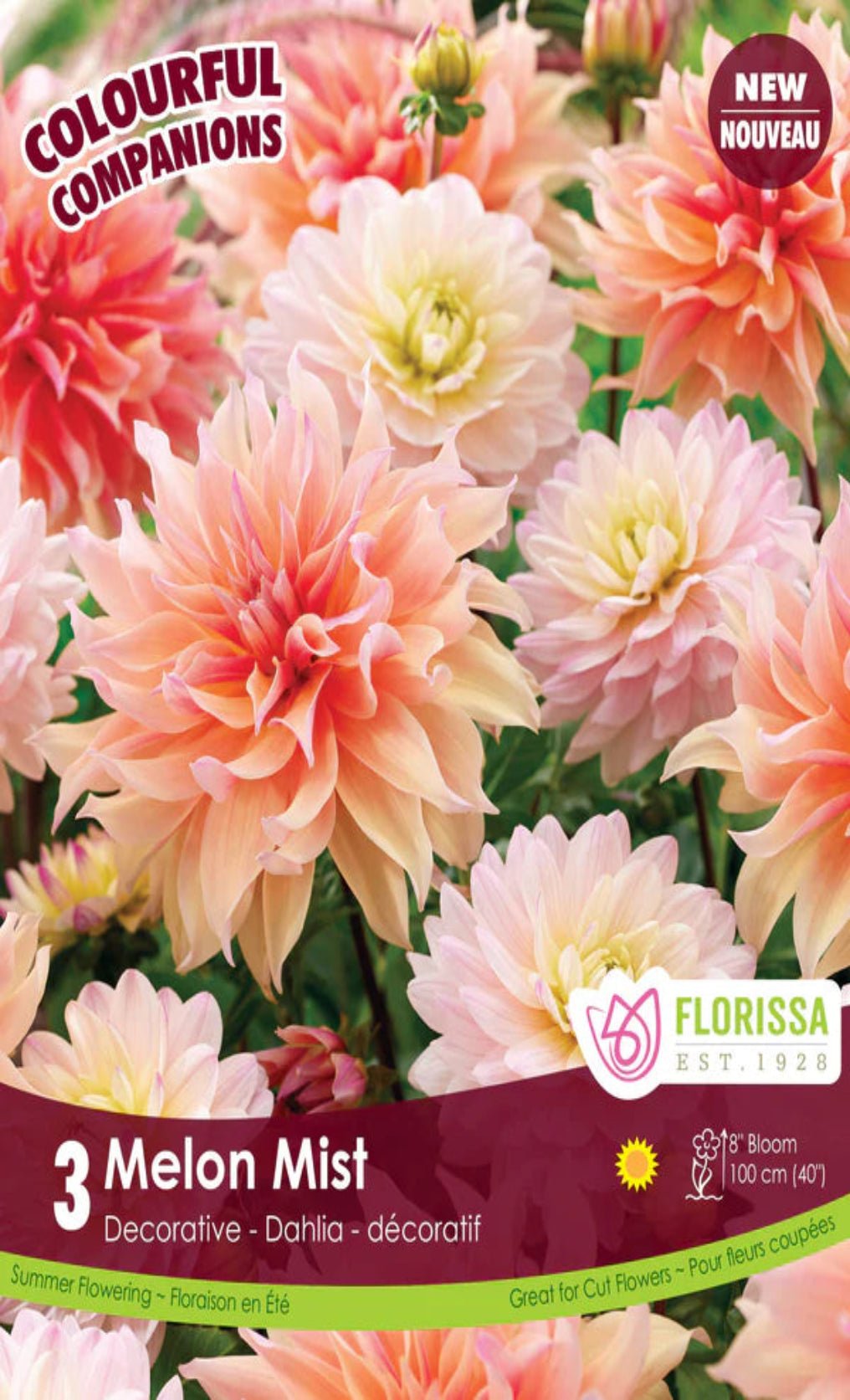 Dahlia - Melon Mist - Satellite Garden Centre