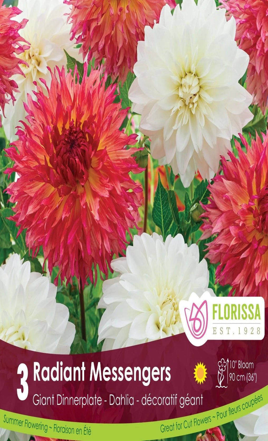 Dahlia - Radiant Messengers - Satellite Garden Centre