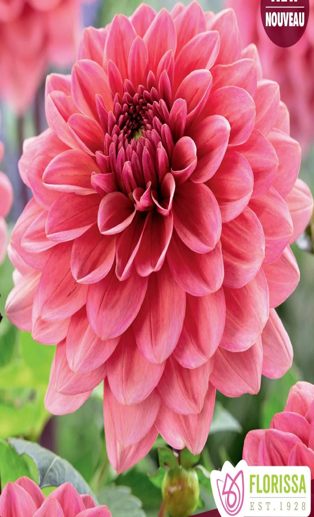 Dahlia Salmon Runner - Satellite Garden Centre