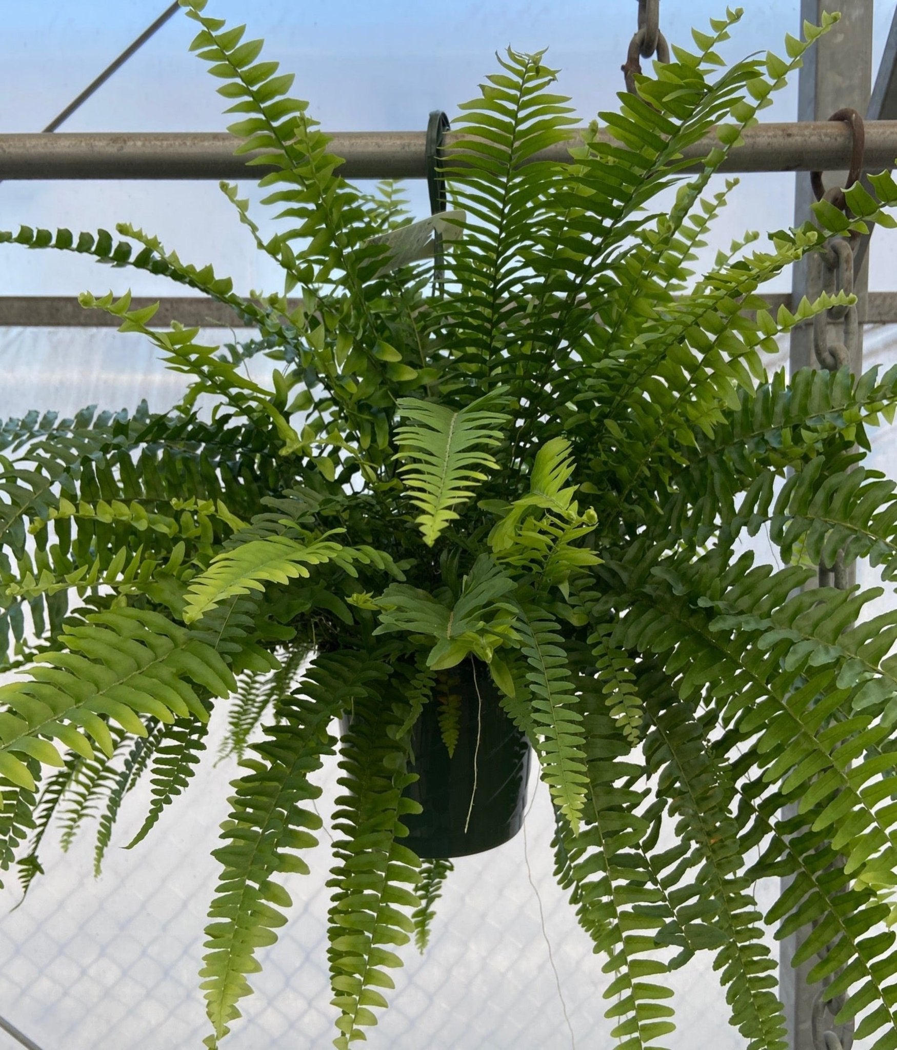 Hanging Fern - Satellite Garden Centre