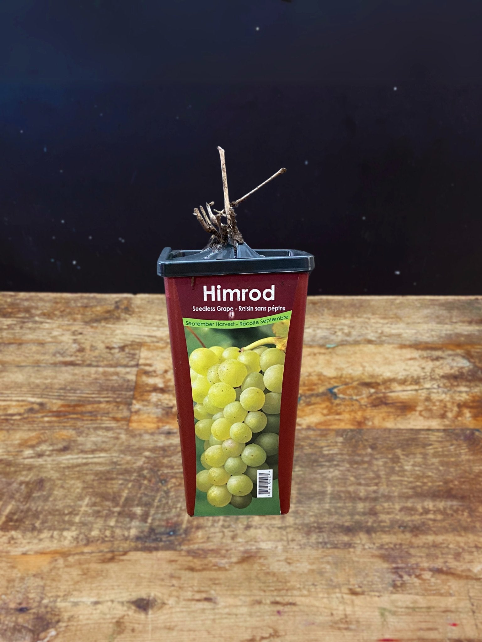Himrod Seedless Grape - Satellite Garden Centre