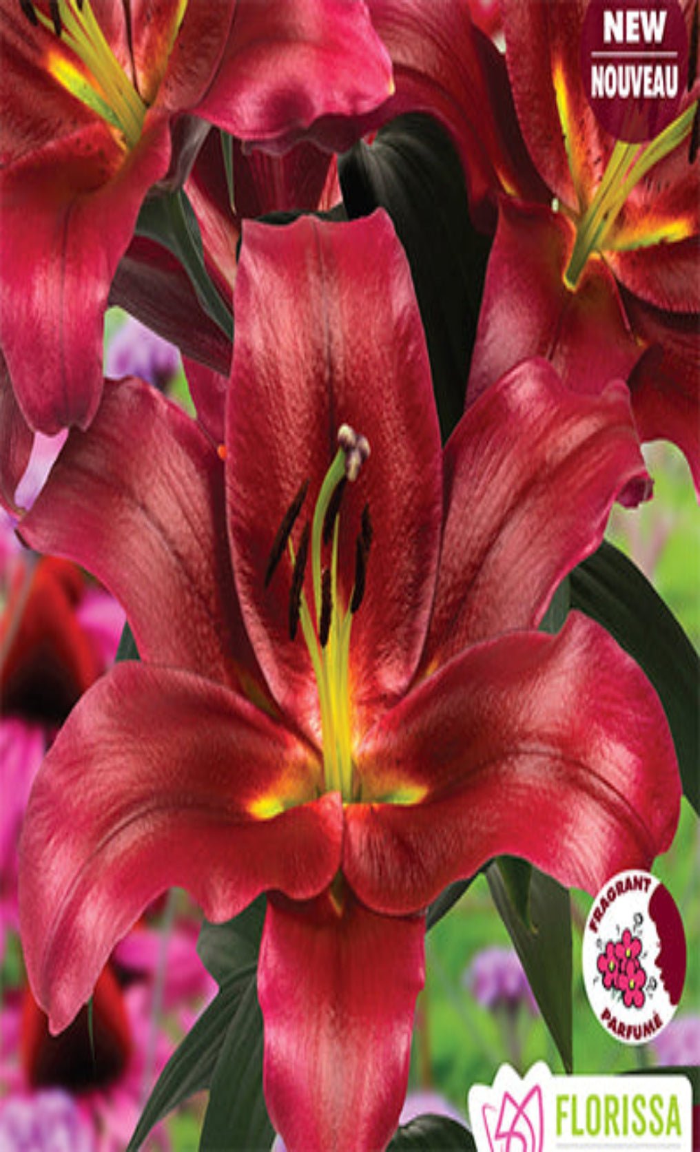 Lily - Hybrid Lasting Love - Satellite Garden Centre