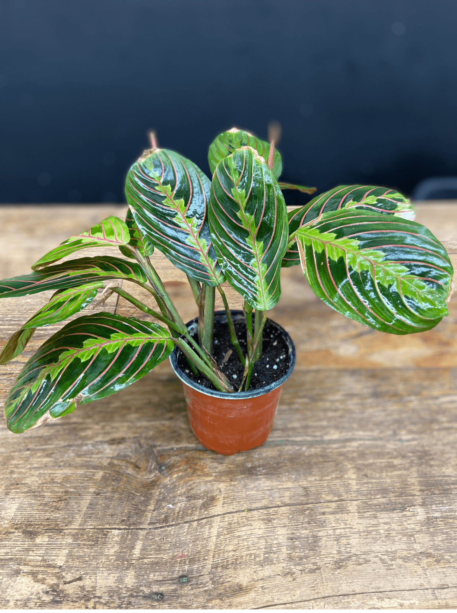 Maranta Red - Satellite Garden Centre