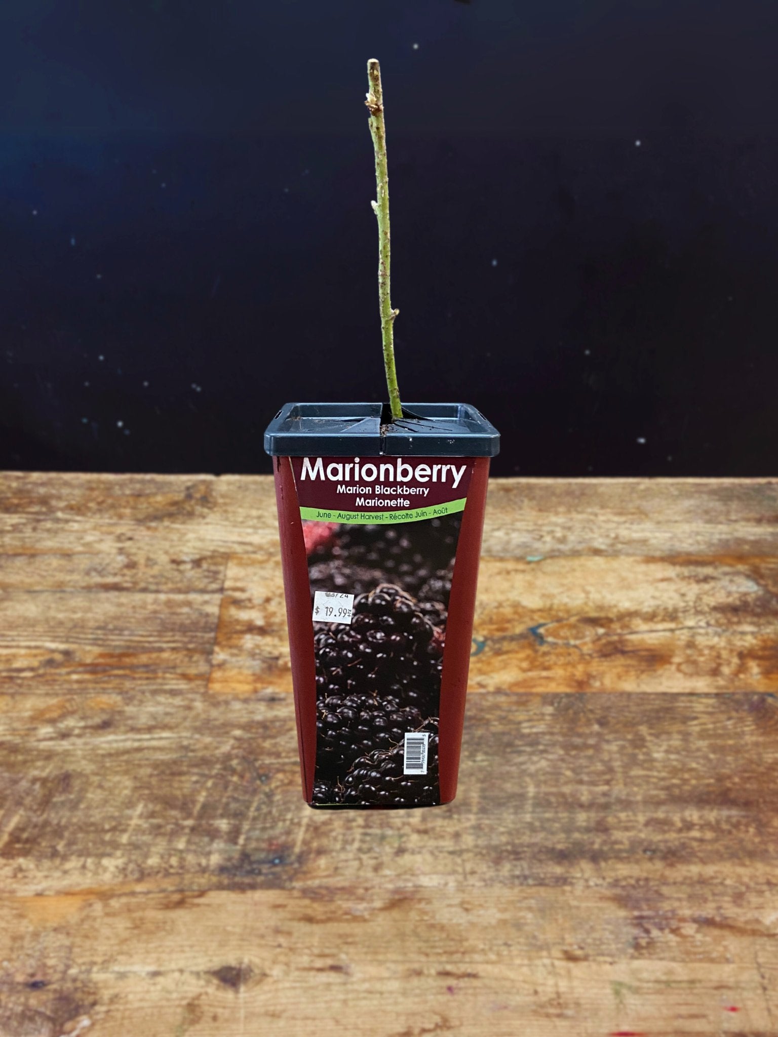 Marionberry Blackberry - Satellite Garden Centre