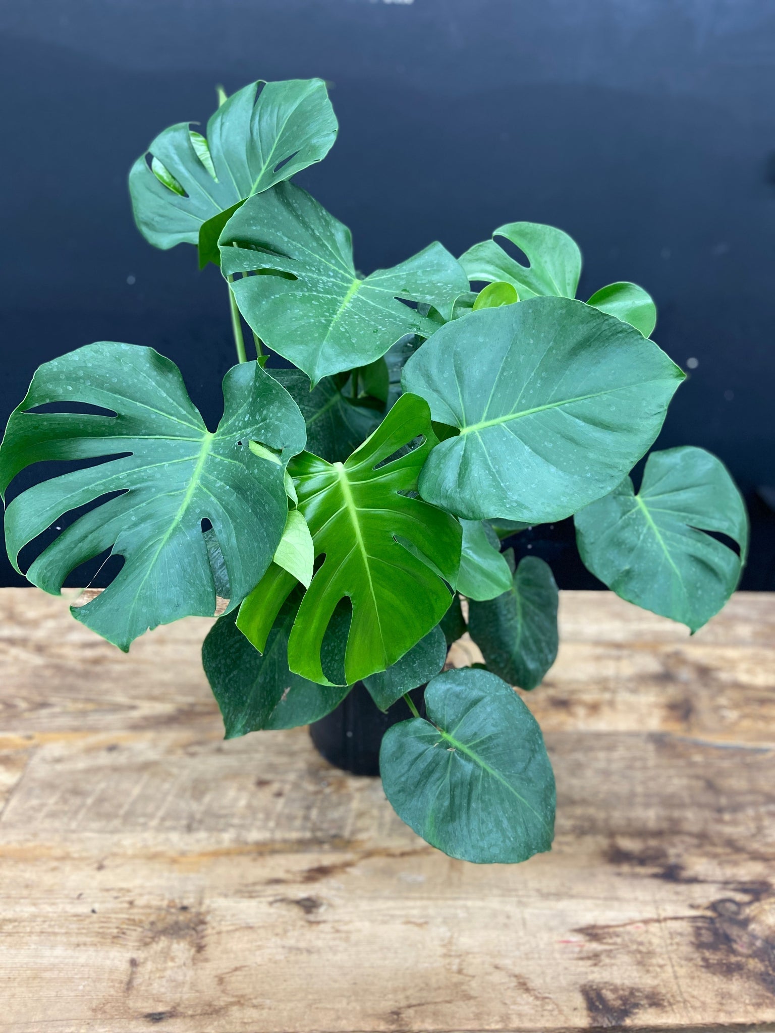 Monstera Philodendron - Satellite Garden Centre