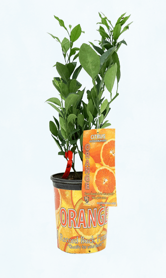 Naval Orange - Satellite Garden Centre