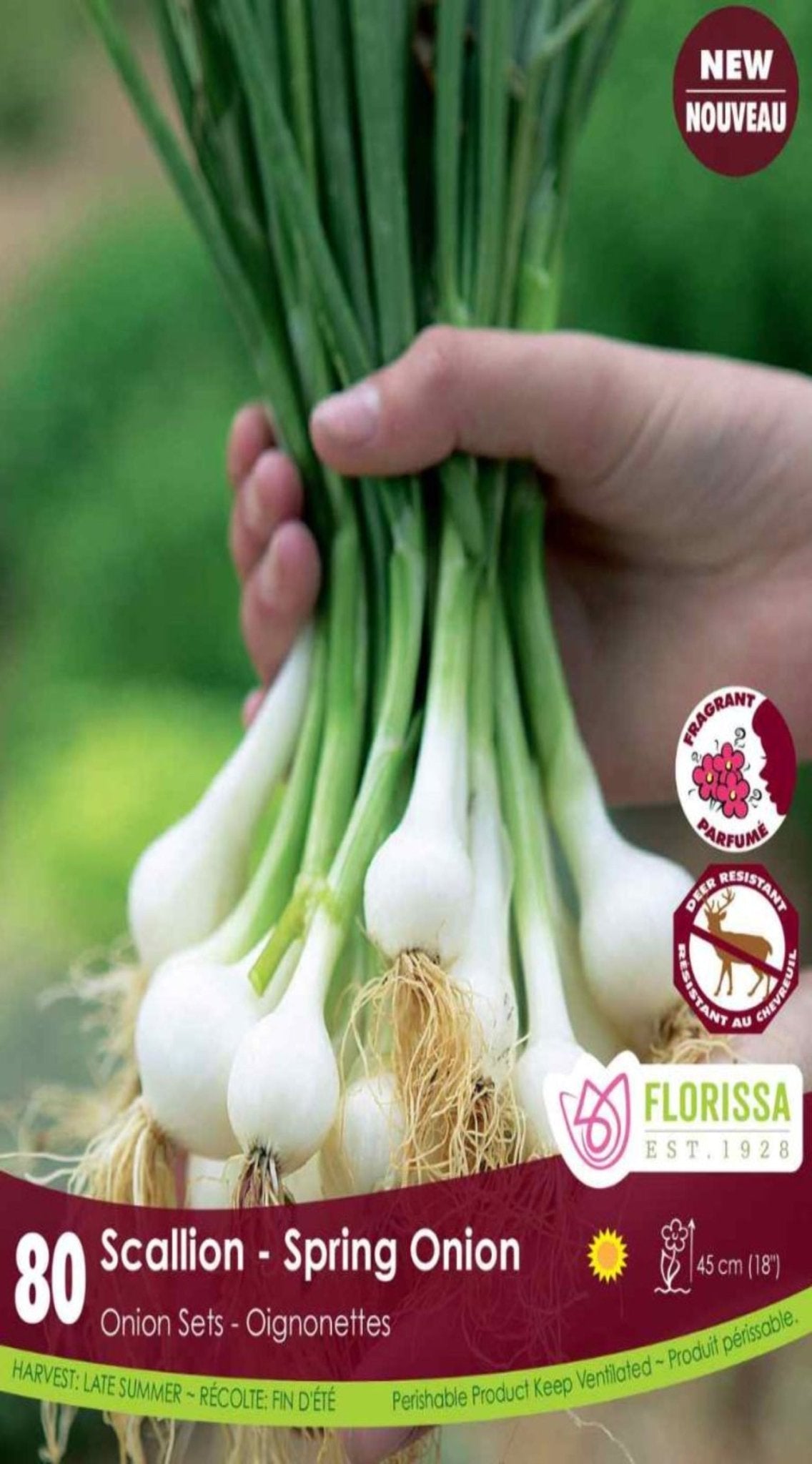 Onion - Scallion Spring Onion - Satellite Garden Centre