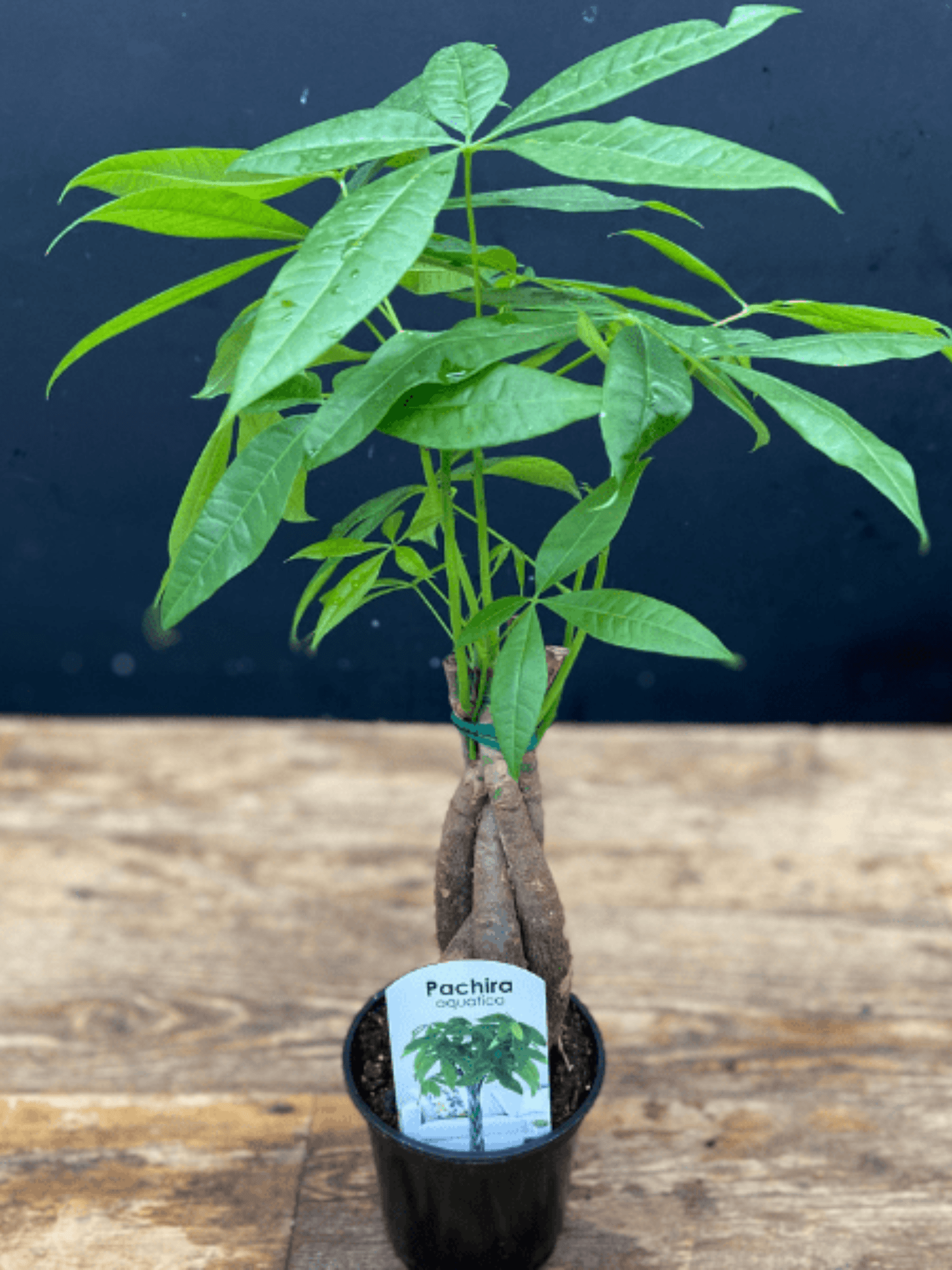 Pachira Aquatica - Satellite Garden Centre