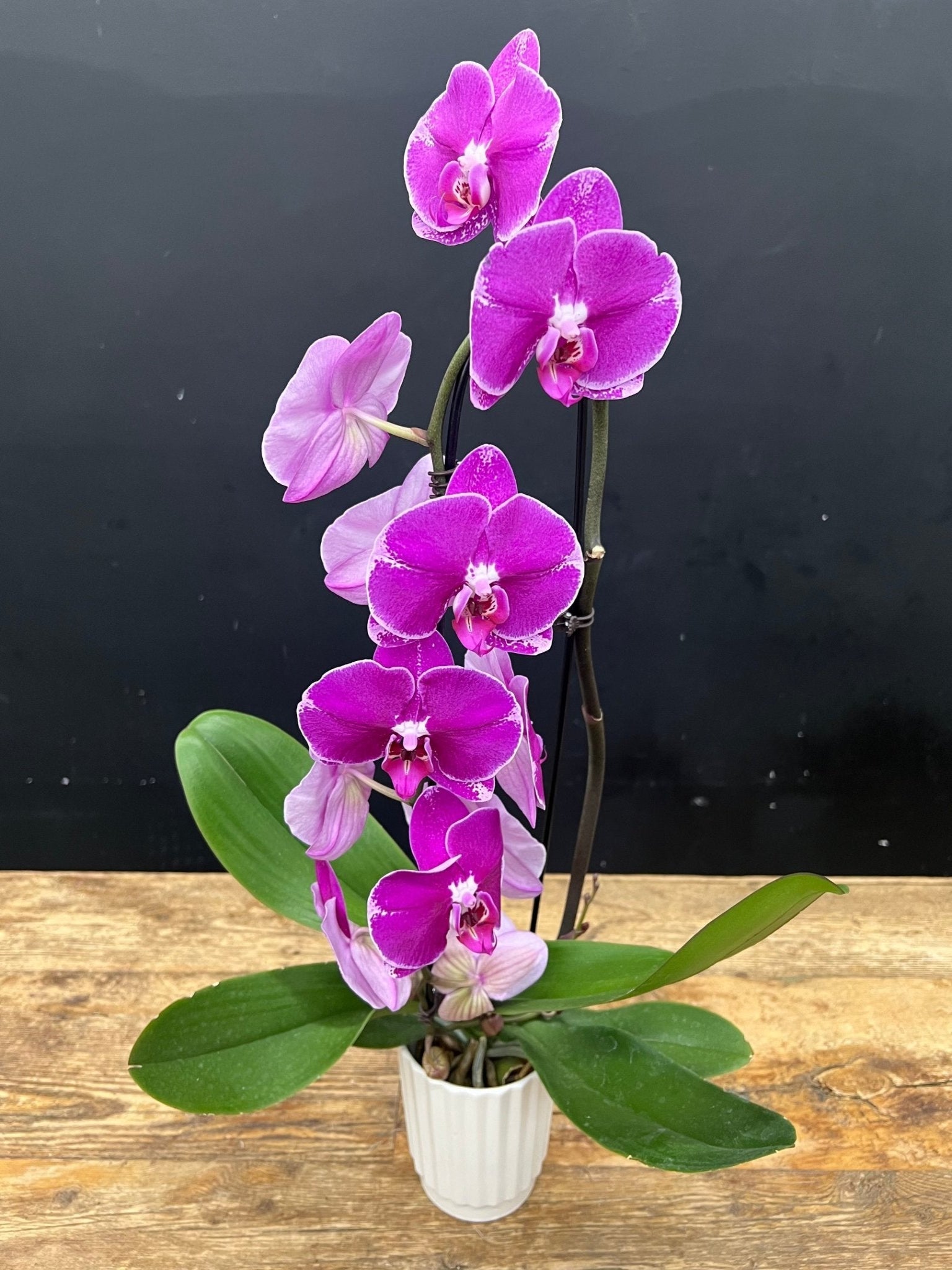 Waterfall Orchid #3 - Satellite Garden Centre