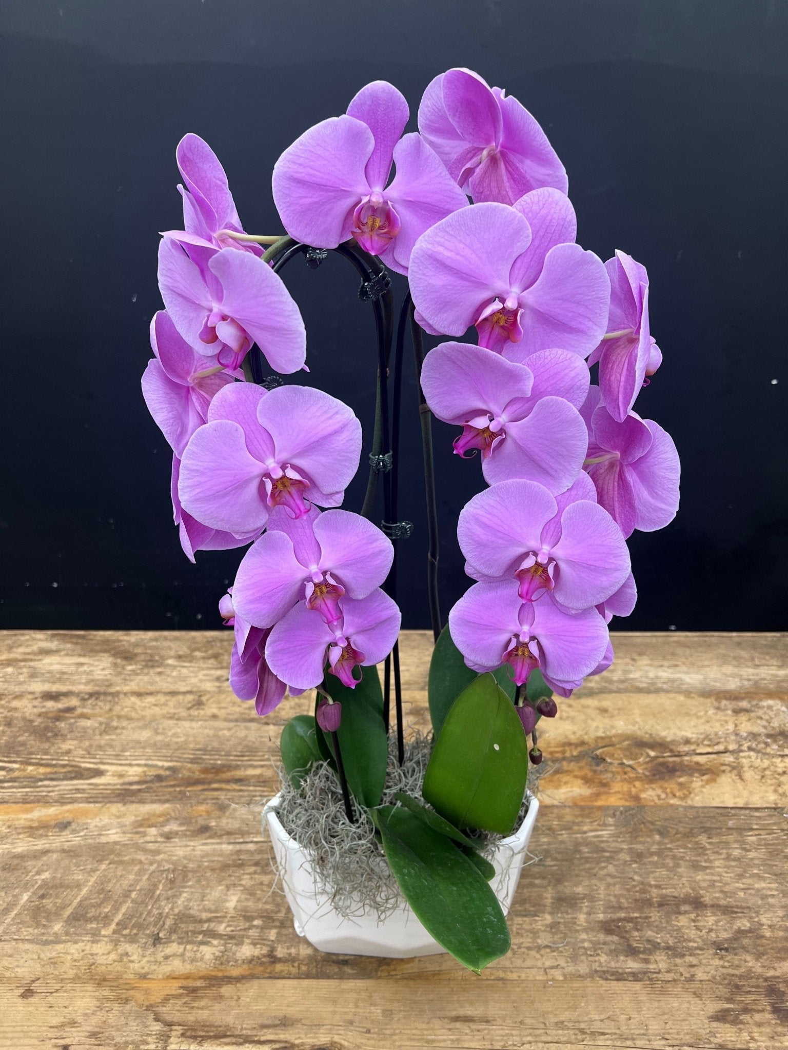 Waterfall Orchid #6 - Satellite Garden Centre