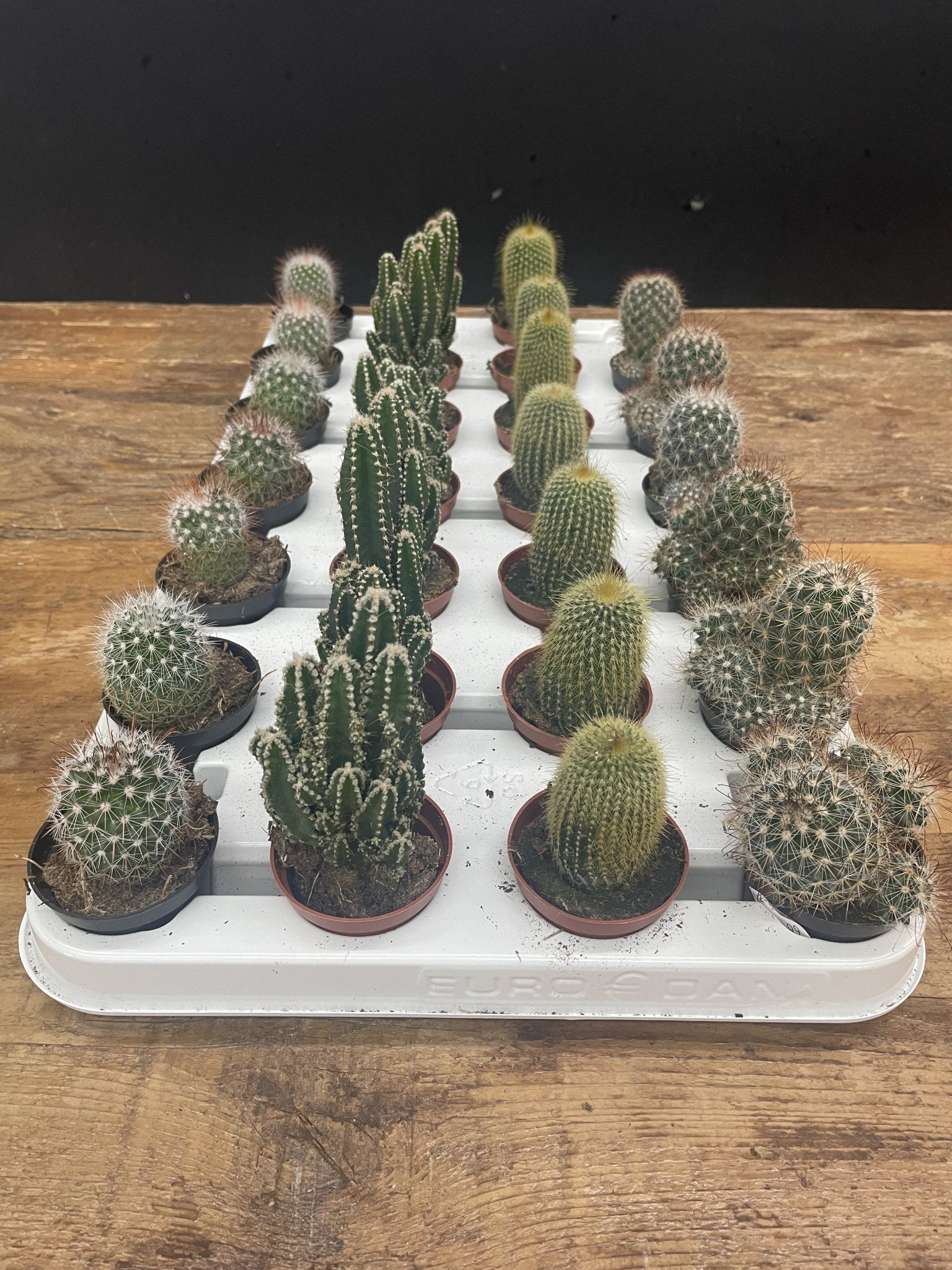 2" Cactus - Satellite Garden Centre