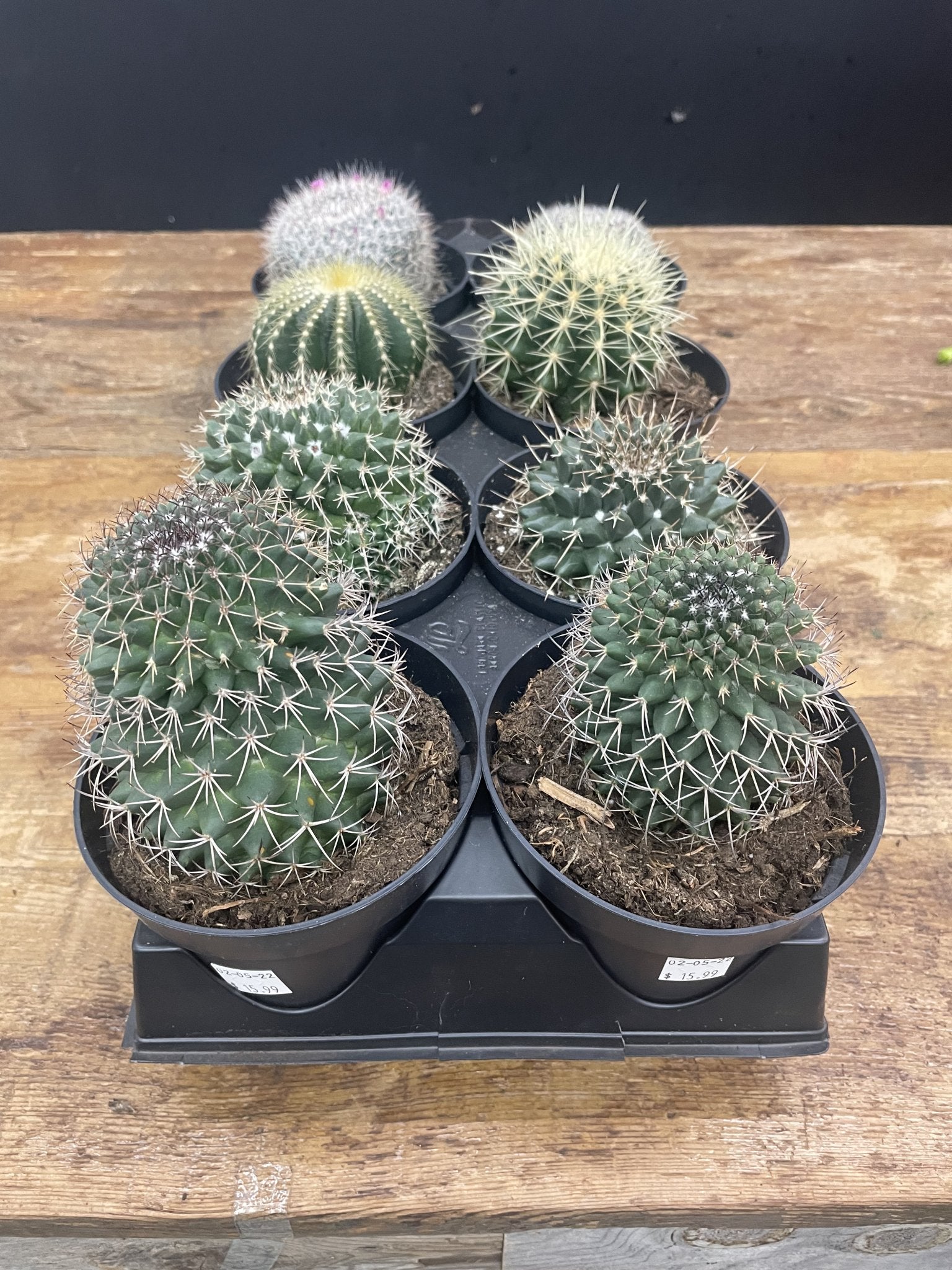 5" Cactus - Satellite Garden Centre