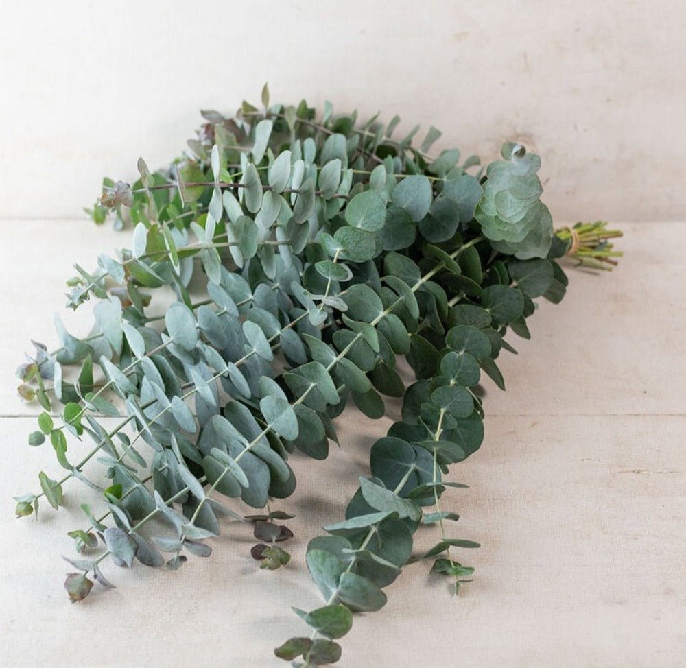 Blue Eucalyptus - Satellite Garden Centre