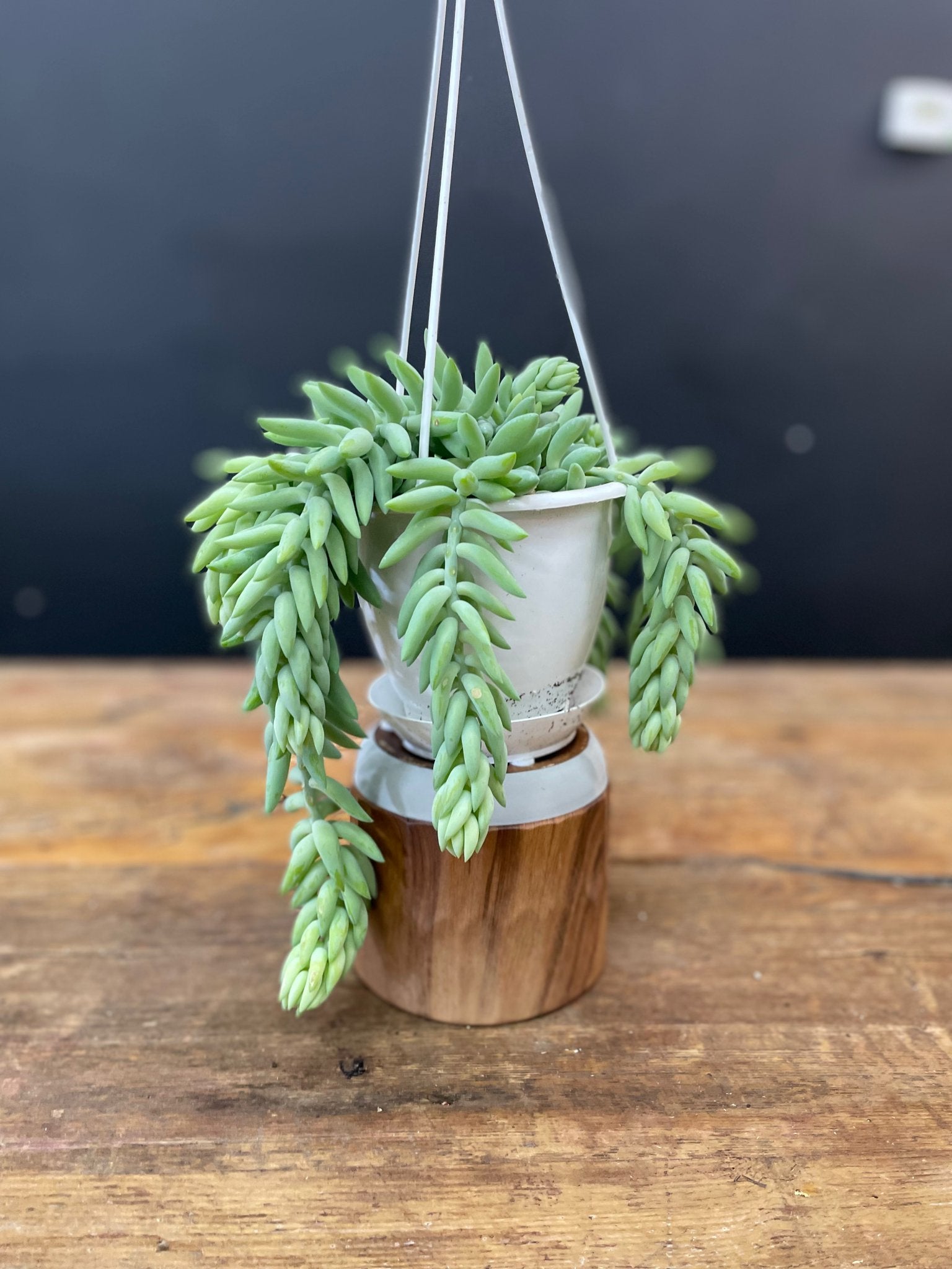 Borrows Tail - Satellite Garden Centre