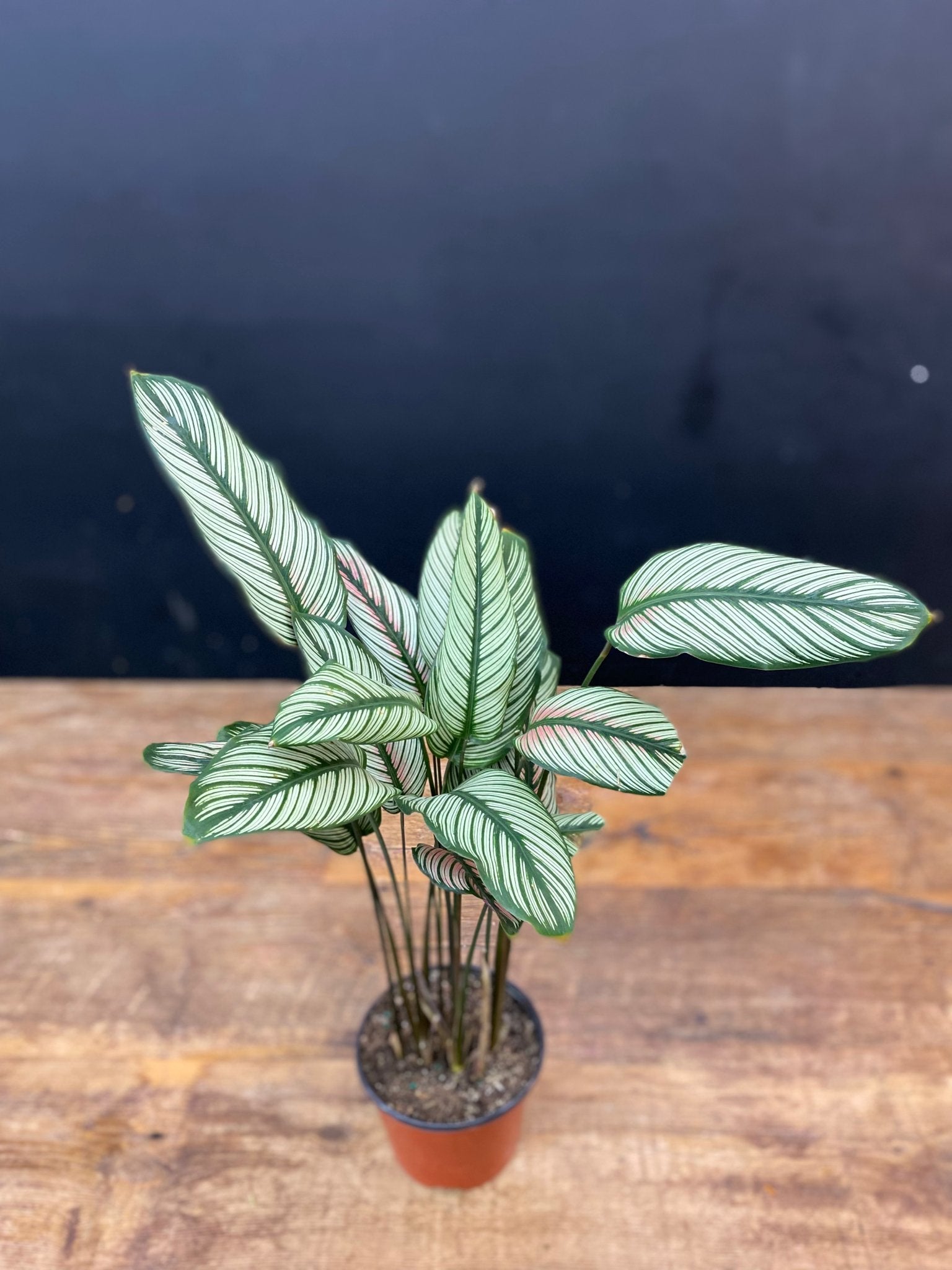 Calathea Majestically - Satellite Garden Centre